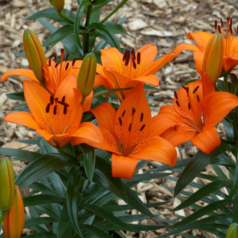 Lis nain Orange Pixie - Lis asiatique  (Floraison)