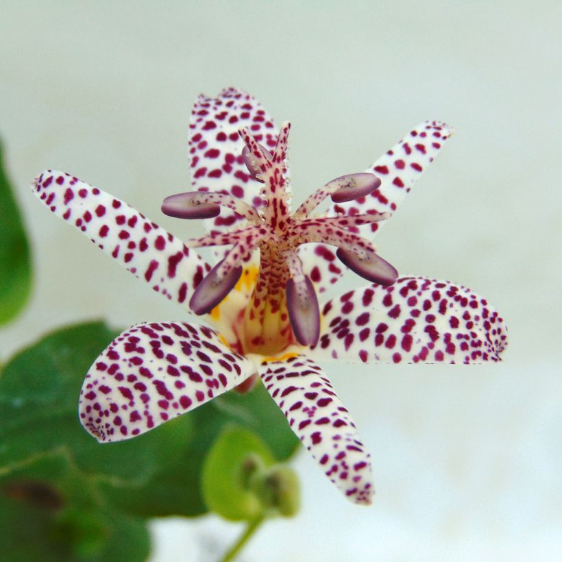 Lis orchidée - Tricyrtis formosana (Floraison)