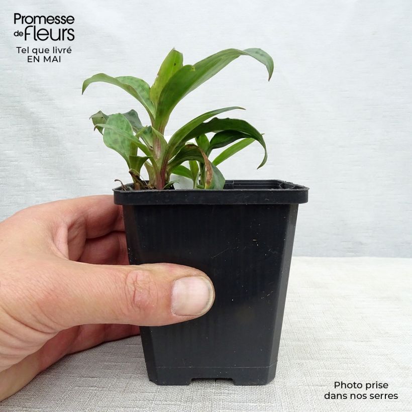 Spécimen de Lis orchidée - Tricyrtis formosana Godet de 9cm tel que livré au printemps