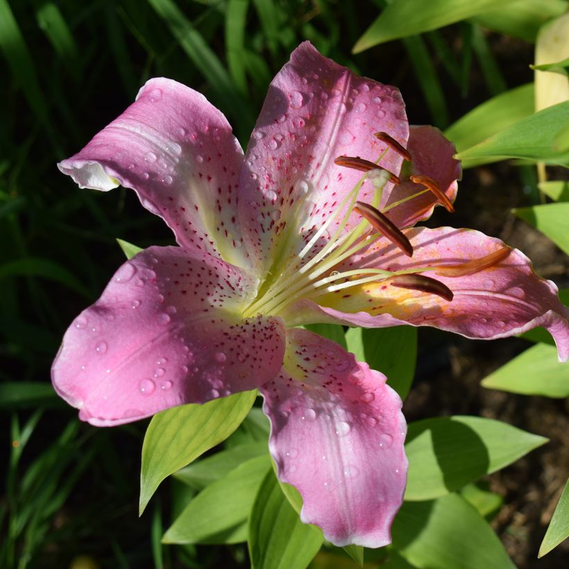 Lis oriental Josephine (Floraison)