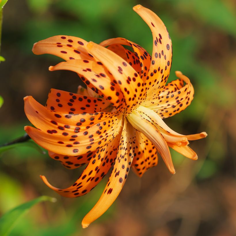 Lis tigrinum double Flore Pleno (Floraison)