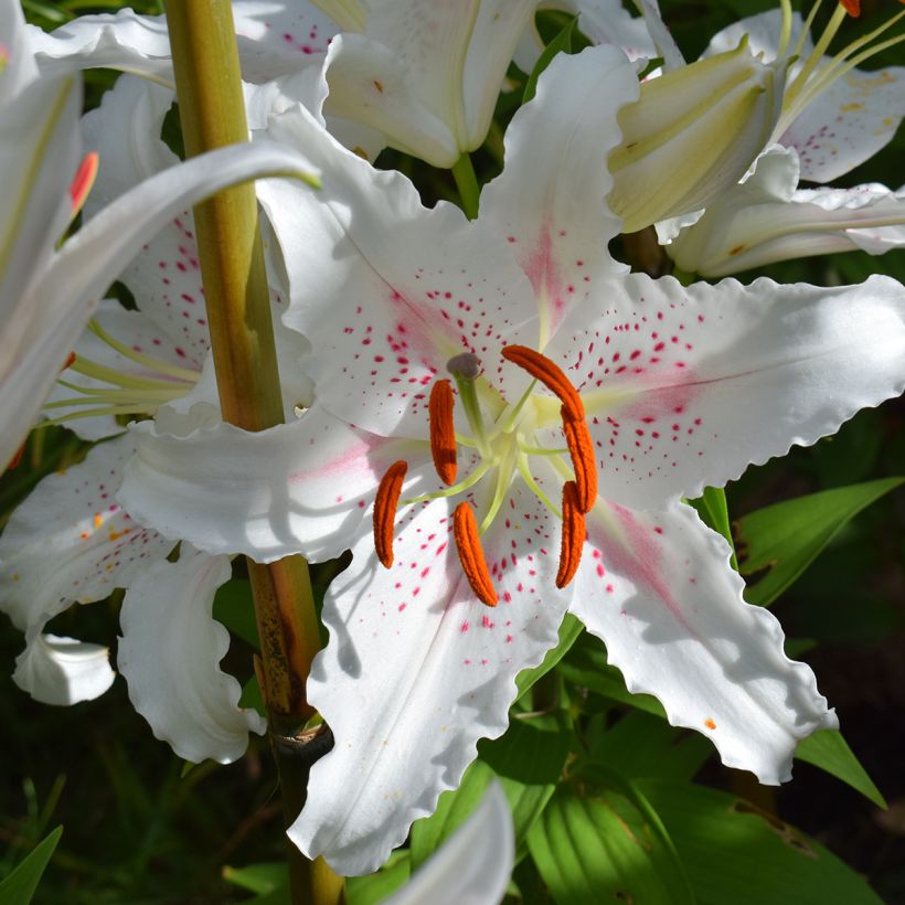 Lis trompette - Lilium Muscadet (Floraison)