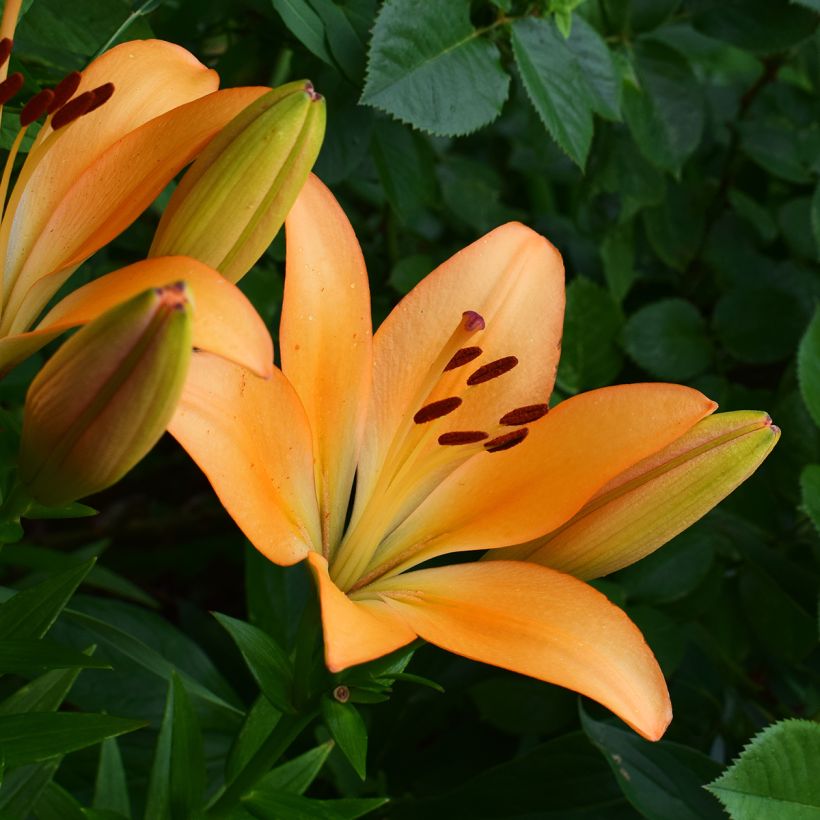 Lis hybride Menton (Floraison)