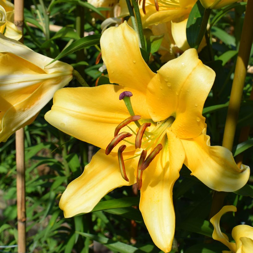 Lis hybride oriental Corcovado (Floraison)