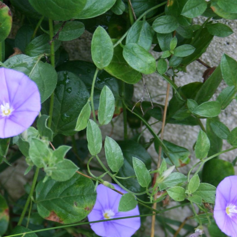 Convolvulus sabatius Compacta (Feuillage)