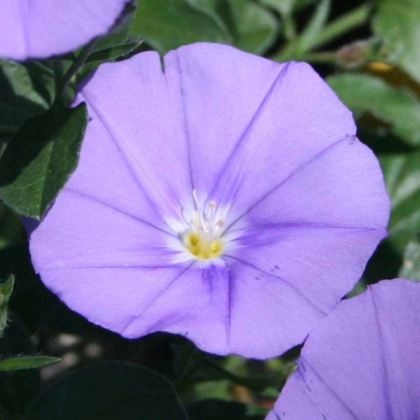 Convolvulus sabatius Compacta (Floraison)