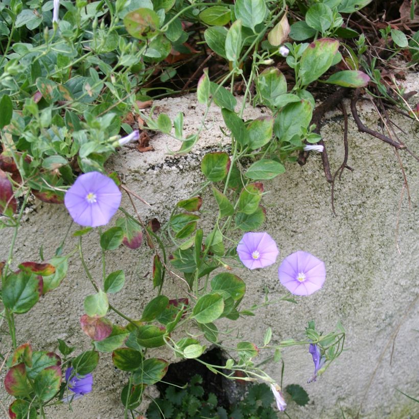 Convolvulus sabatius Compacta (Port)