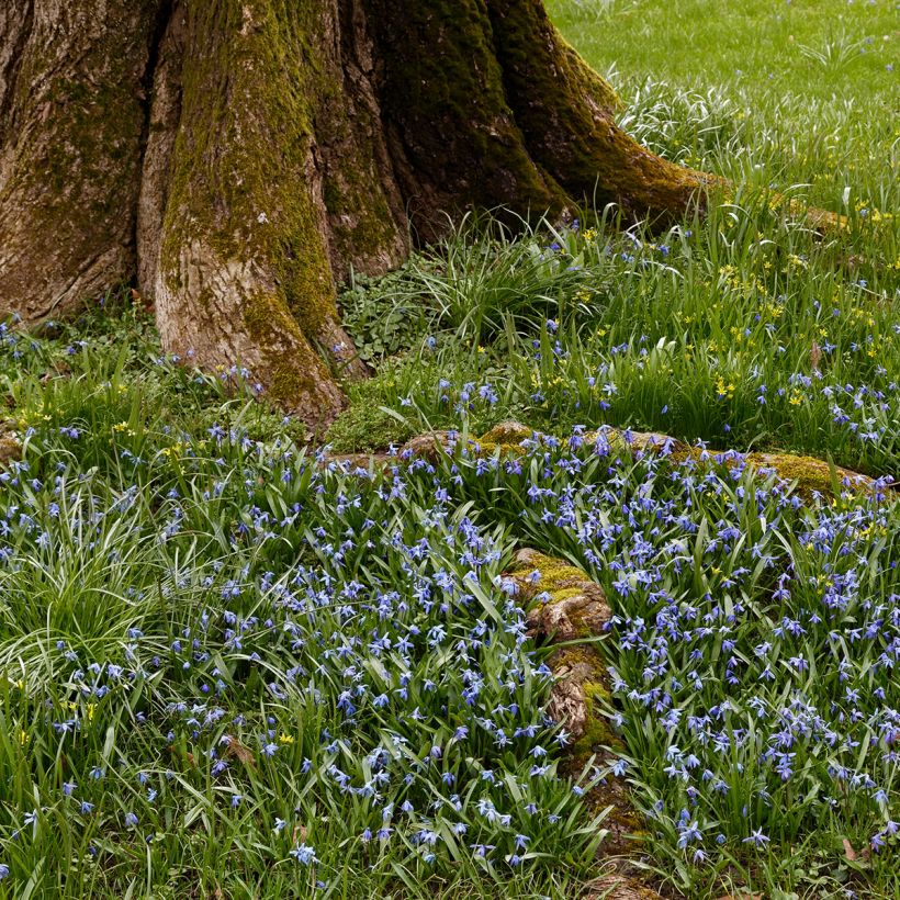 Lithodora diffusa Heavenly Blue - Grémil diffus (Port)