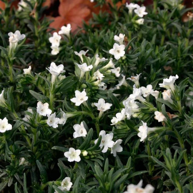 Lithodora diffusa Alba - Grémil blanc (Feuillage)
