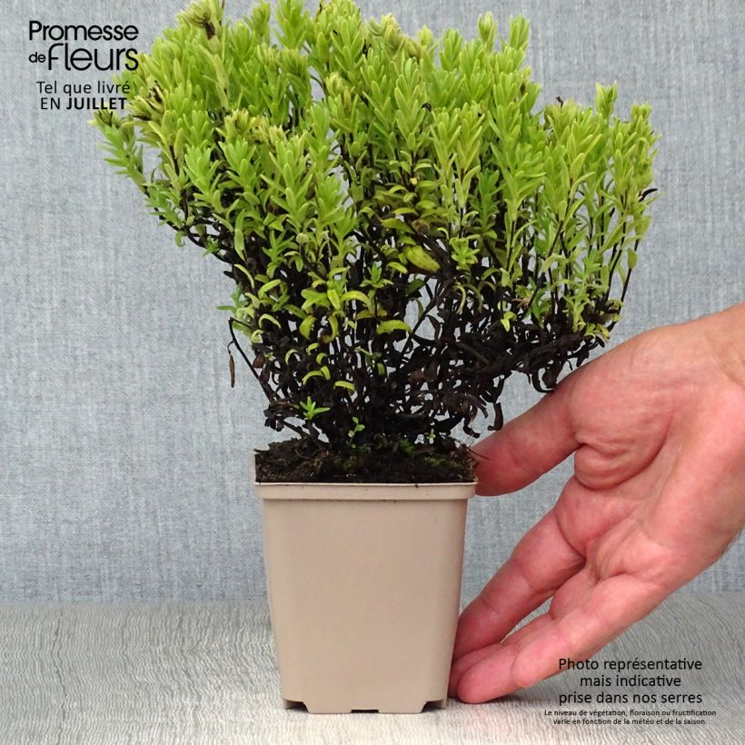 Example of Lithodora diffusa Alba - Grémil blanc as you get in ete