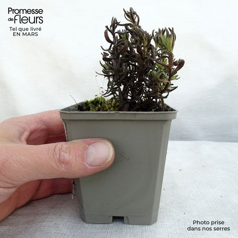 Spécimen de Lithodora diffusa Alba - Grémil blanc Godet de 9cm tel que livré au printemps