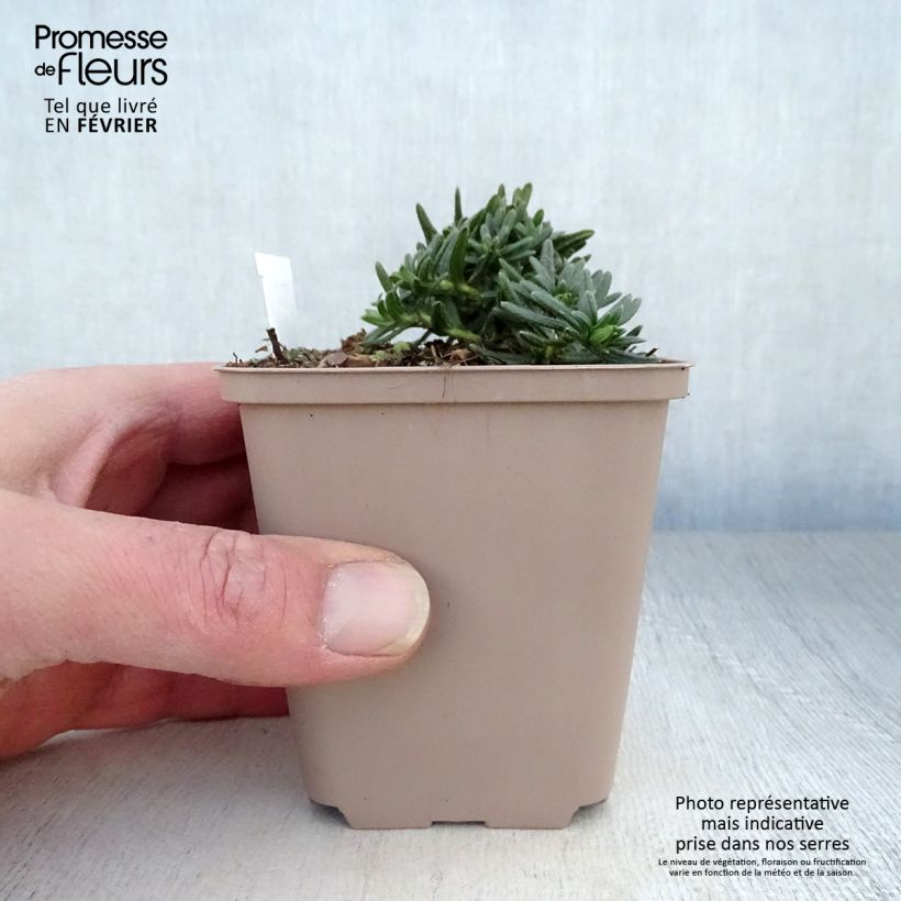 Spécimen de Lithodora diffusa Cambridge Blue - Grémil diffus tel que livré en hiver