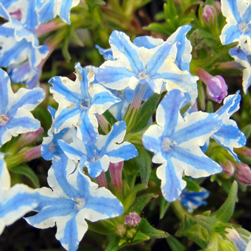 Lithodora diffusa Star - Grémil diffus (Floraison)