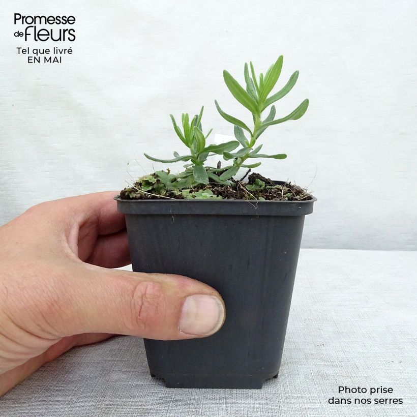 Spécimen de Lithodora diffusa Star - Grémil diffus Godet de 9cm tel que livré au printemps