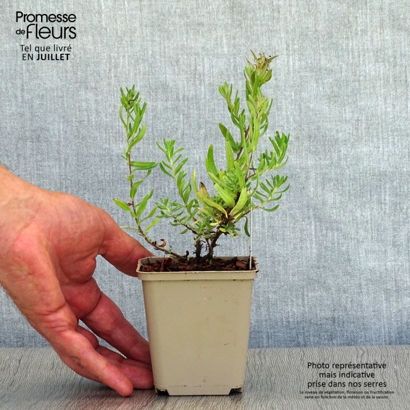 Spécimen de Lithodora diffusa Star - Grémil diffus Godet de 8/9 cm tel que livré en été