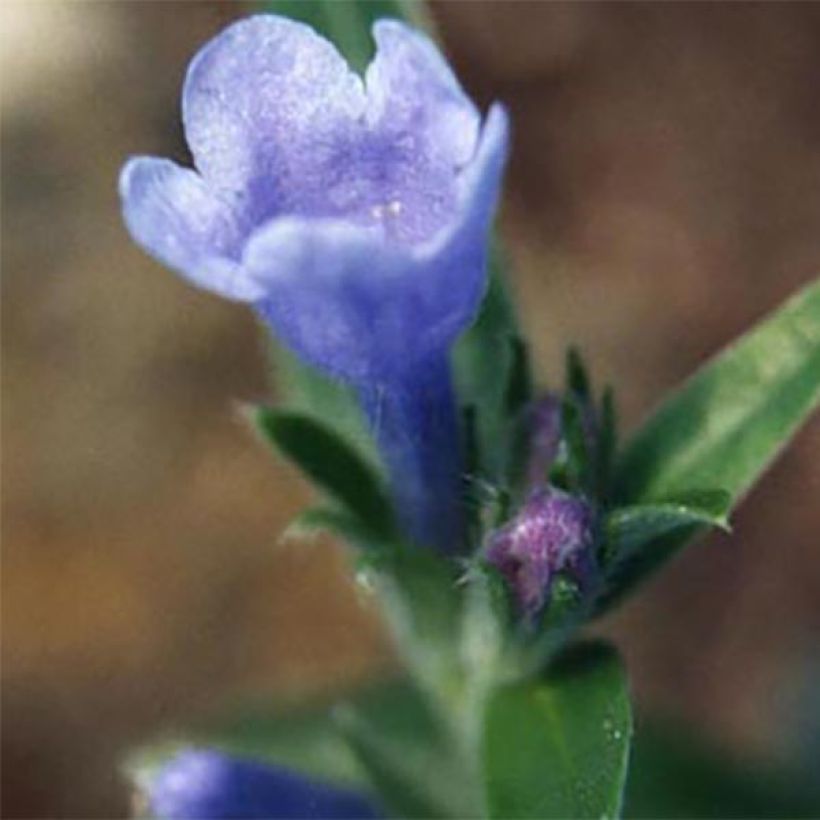 Lithodora oleifolia - Grémil à feuilles d'olivier (Floraison)