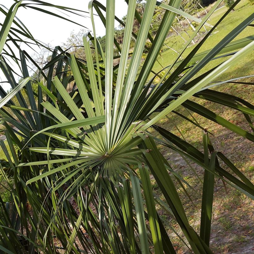 Livistona benthamii - Palmier de Bentham (Feuillage)