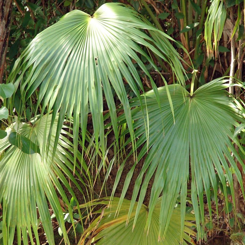 Livistona chinensis - Palmier éventail japonais  (Feuillage)