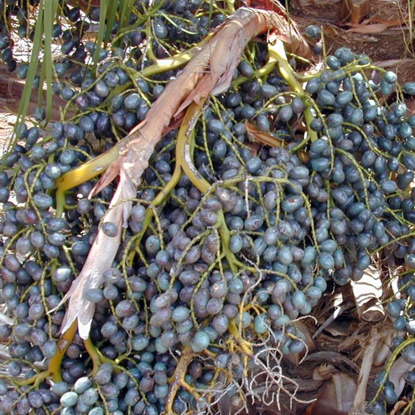 Livistona chinensis - Palmier éventail japonais  (Récolte)