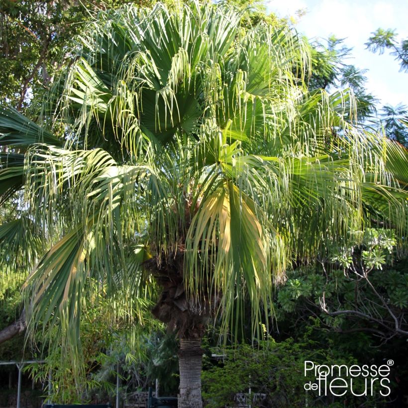 Livistona chinensis - Palmier éventail japonais  (Port)