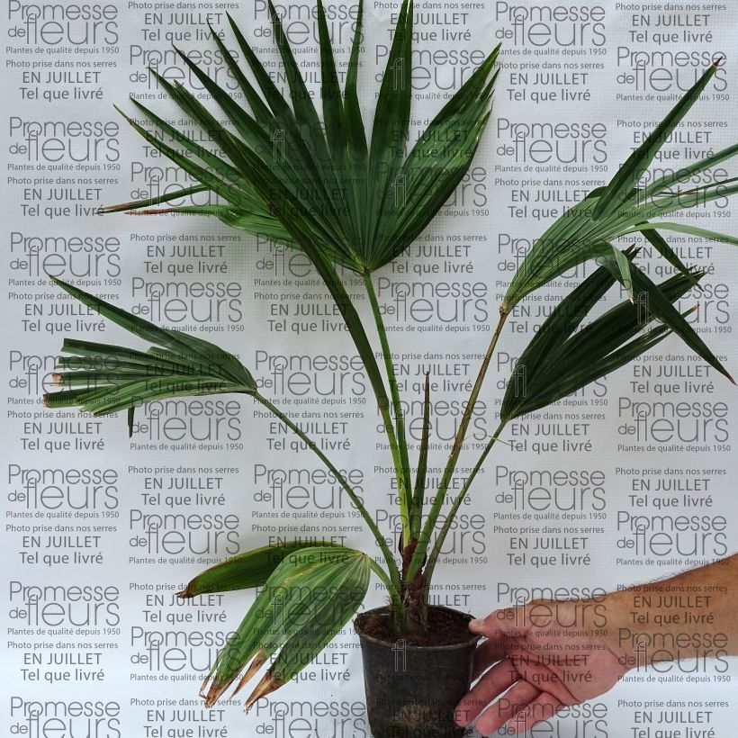 Spécimen de Livistona chinensis - Palmier éventail japonais  Pot de 7,5L/10L tel que livré en été