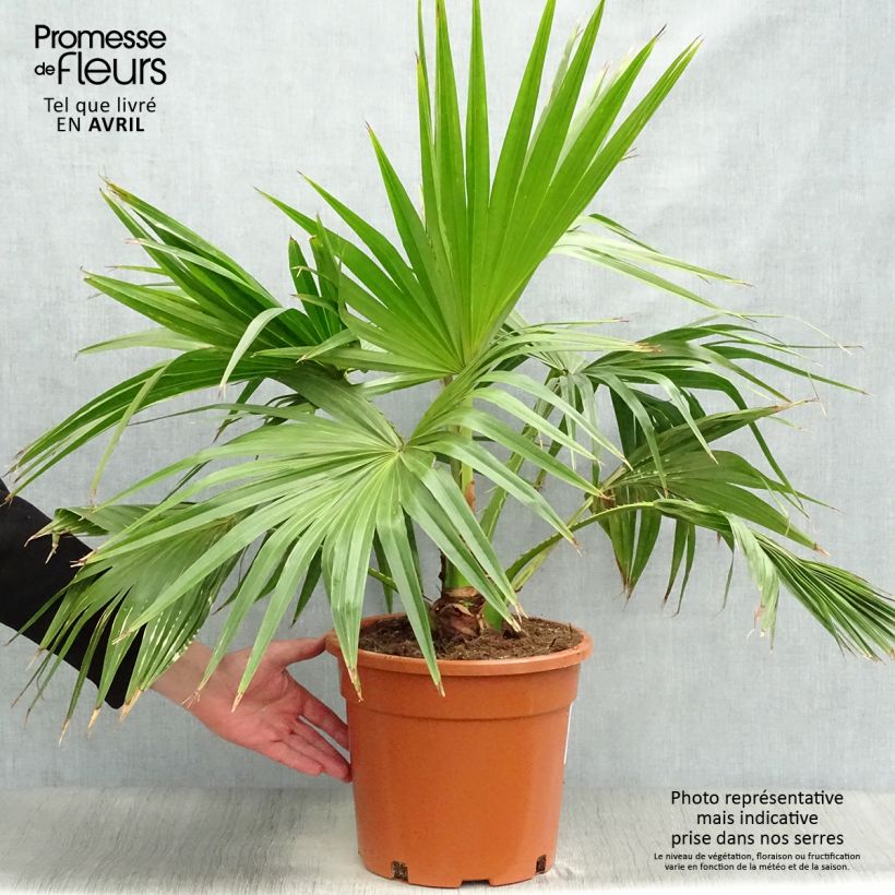 Spécimen de Livistona chinensis - Palmier éventail japonais  tel que livré en printemps