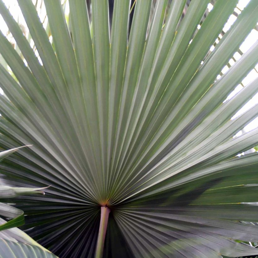 Livistona mariae - Palmier chou d'Australie (Feuillage)