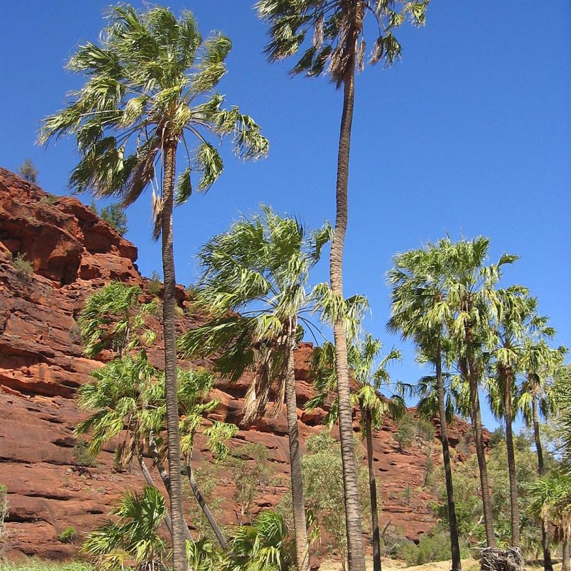 Livistona mariae - Palmier chou d'Australie (Port)