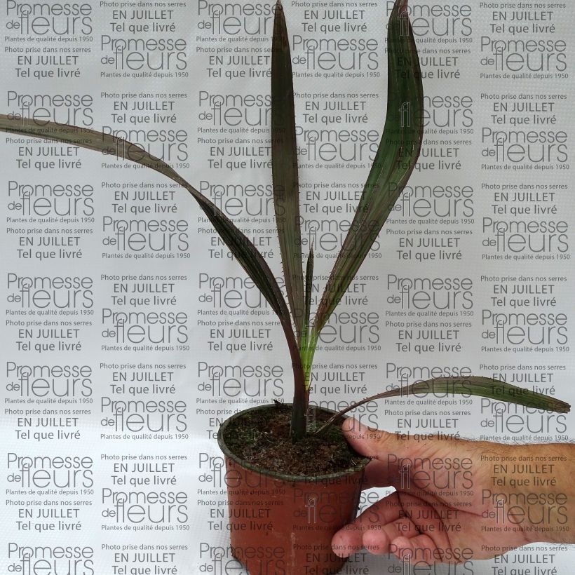 Spécimen de Livistona mariae - Palmier chou d'Australie Pot de 12 cm tel que livré en été