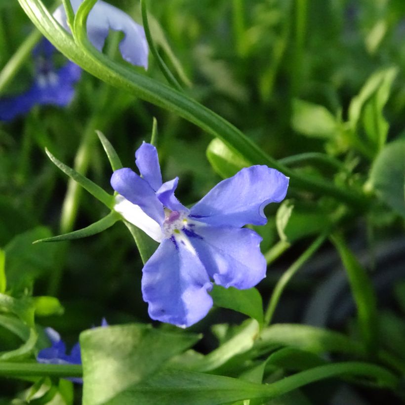 Lobélia Anabel Blue (Floraison)