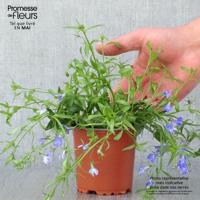 Spécimen de Lobélia Anabel Blue godet de 8/9cm tel que livré au printemps