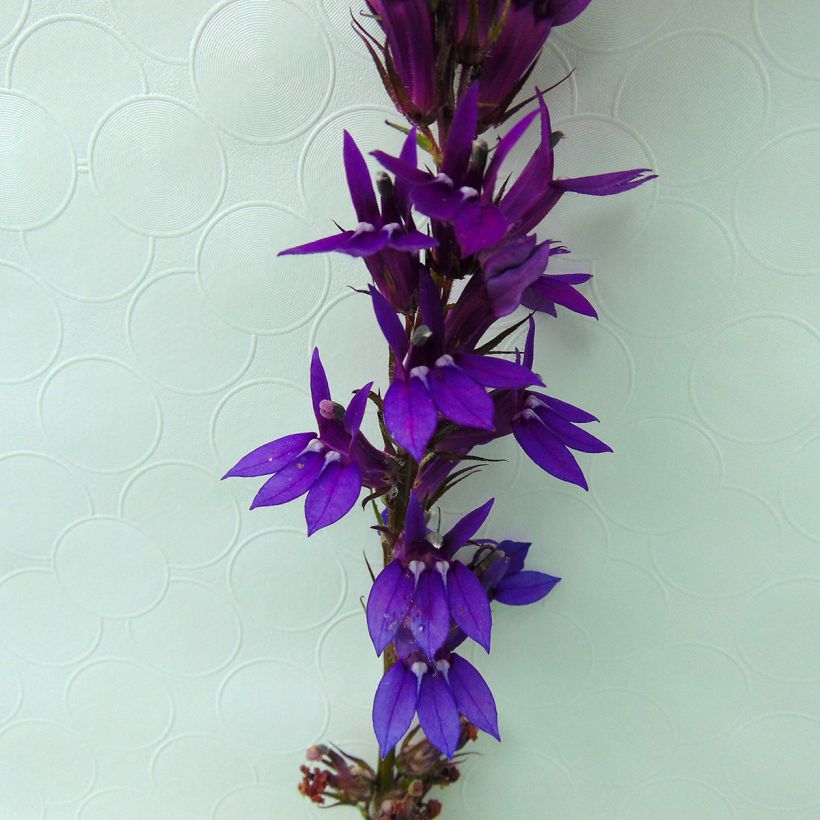 Lobelia Gerardii Vedrariensis (Floraison)