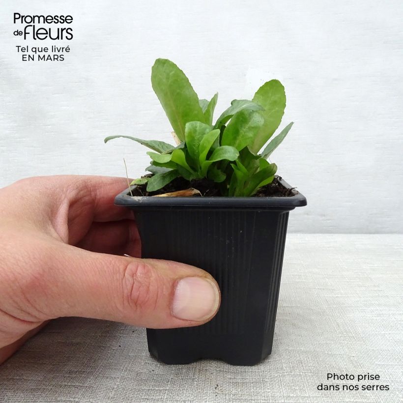 Spécimen de Lobelia Gerardii Vedrariensis Godet de 9cm tel que livré au printemps