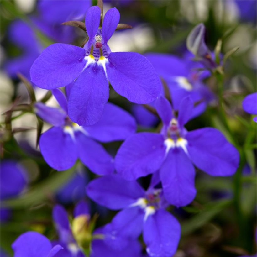 Lobélia Deep Blue Star (Floraison)