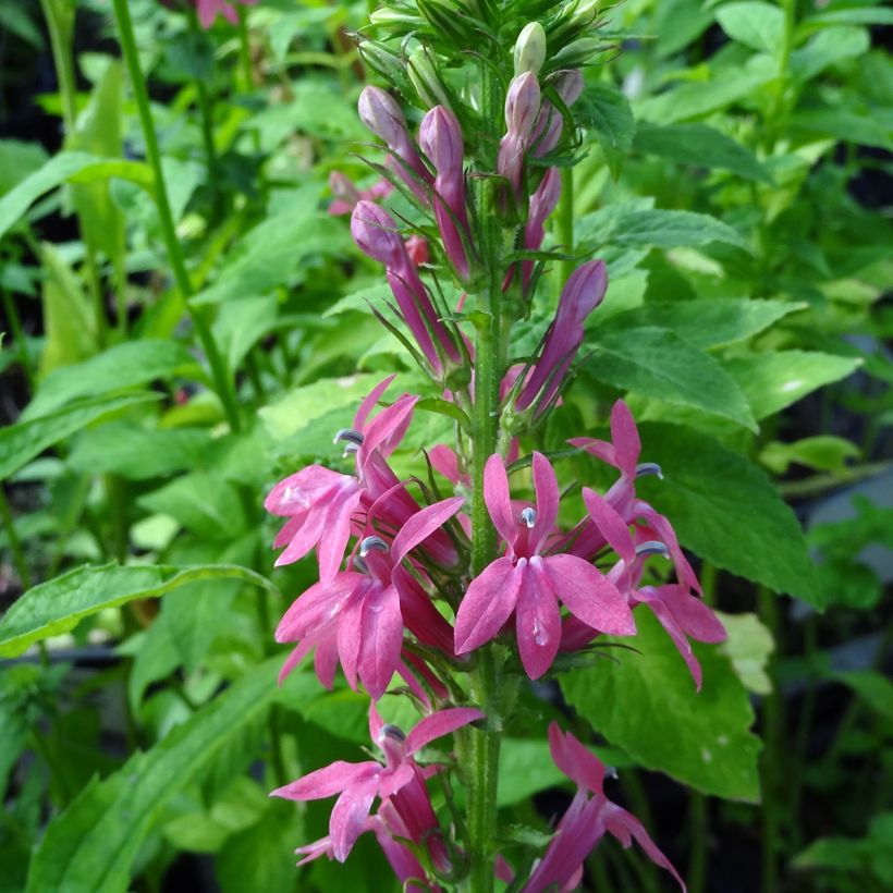 Lobelia Hybride Monet Moment (Floraison)