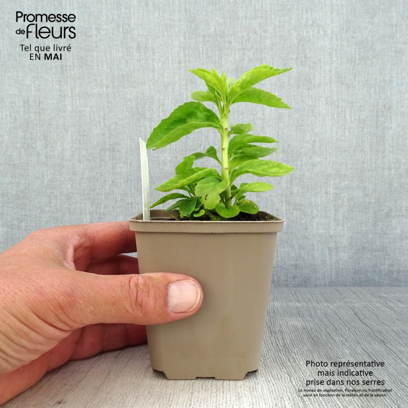 Spécimen de Lobelia Hybride Monet Moment Godet de 9cm tel que livré au printemps