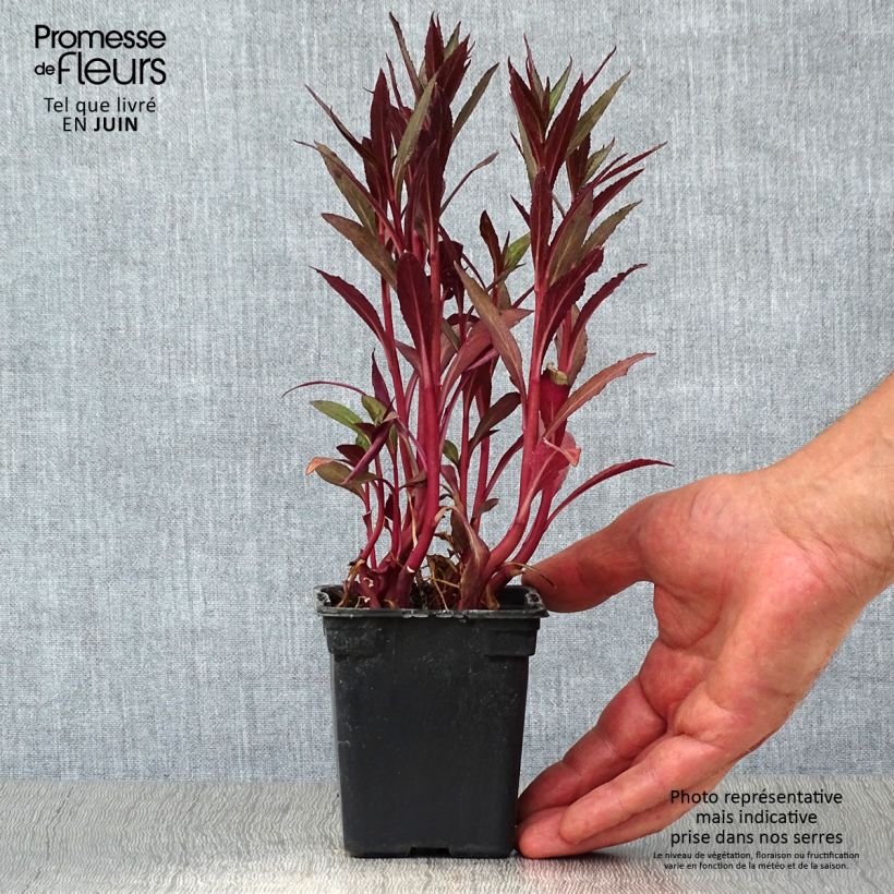 Spécimen de Lobelia fulgens Queen Victoria Godet de 7/8 cm tel que livré en été