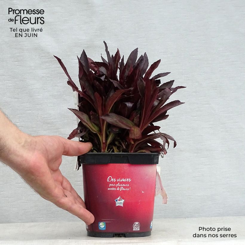 Spécimen de Lobelia fulgens Queen Victoria Pot de 2L/3L tel que livré en été