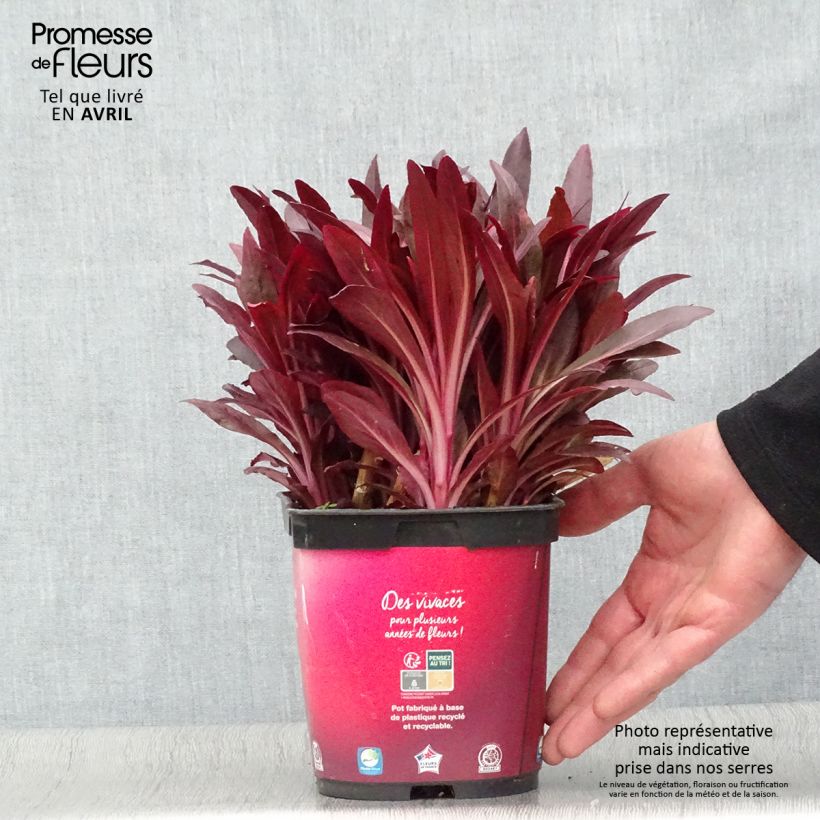 Spécimen de Lobelia fulgens Queen Victoria en pot de 2/3 litres tel que livré au printemps