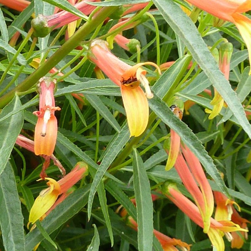 Lobelia laxiflora (Floraison)