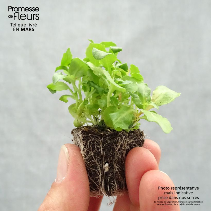 Spécimen de Lobélia pendula Regatta en mélange en plaque de 16 plants tel que livré au printemps