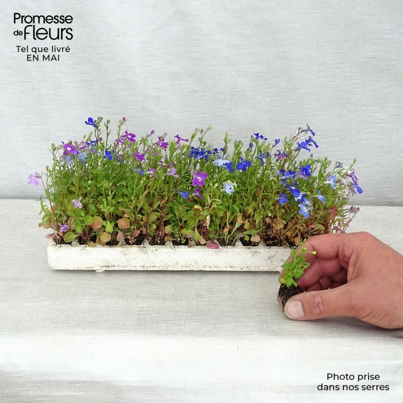 Spécimen de Lobélia pendula Regatta en mélange en plaque de 35 plants tel que livré au printemps