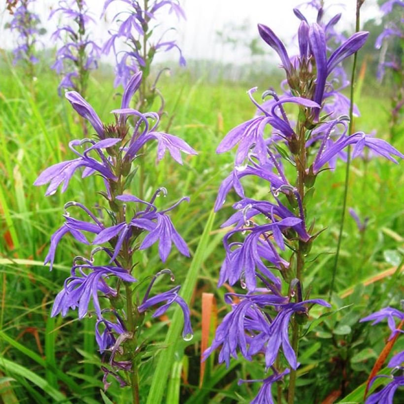 Lobelia sessilifolia (Floraison)