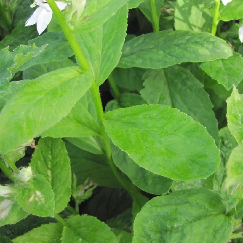 Lobelia siphilitica Alba (Feuillage)