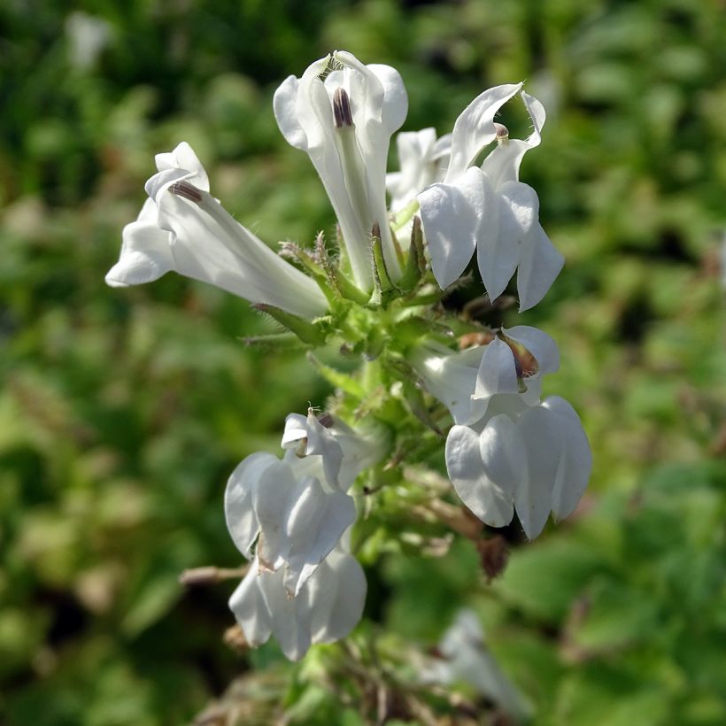 Lobelia siphilitica Alba (Floraison)