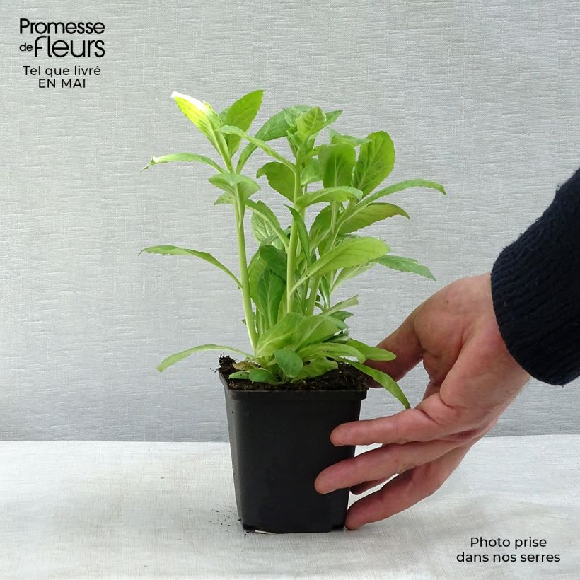 Spécimen de Lobelia siphilitica Alba Godet de 9cm tel que livré au printemps