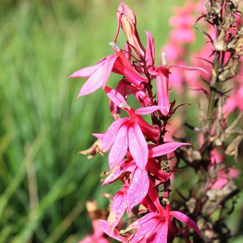 Lobelia speciosa Fan Salmon - Lobélie (Floraison)