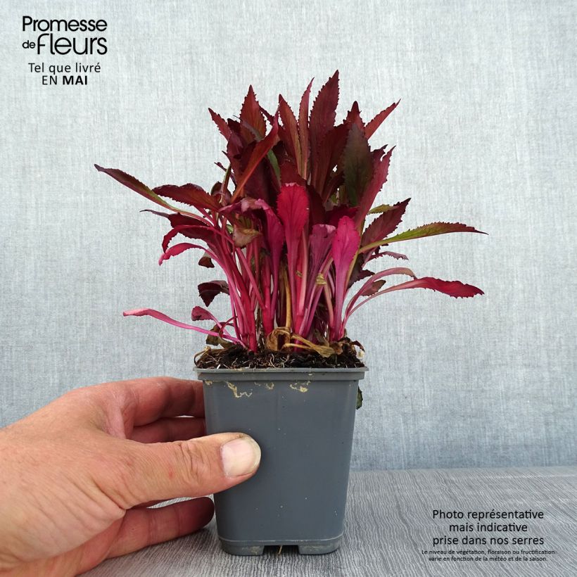 Spécimen de Lobelia speciosa Fan Salmon - Lobélie Fan Salmon Godet de 9cm tel que livré au printemps