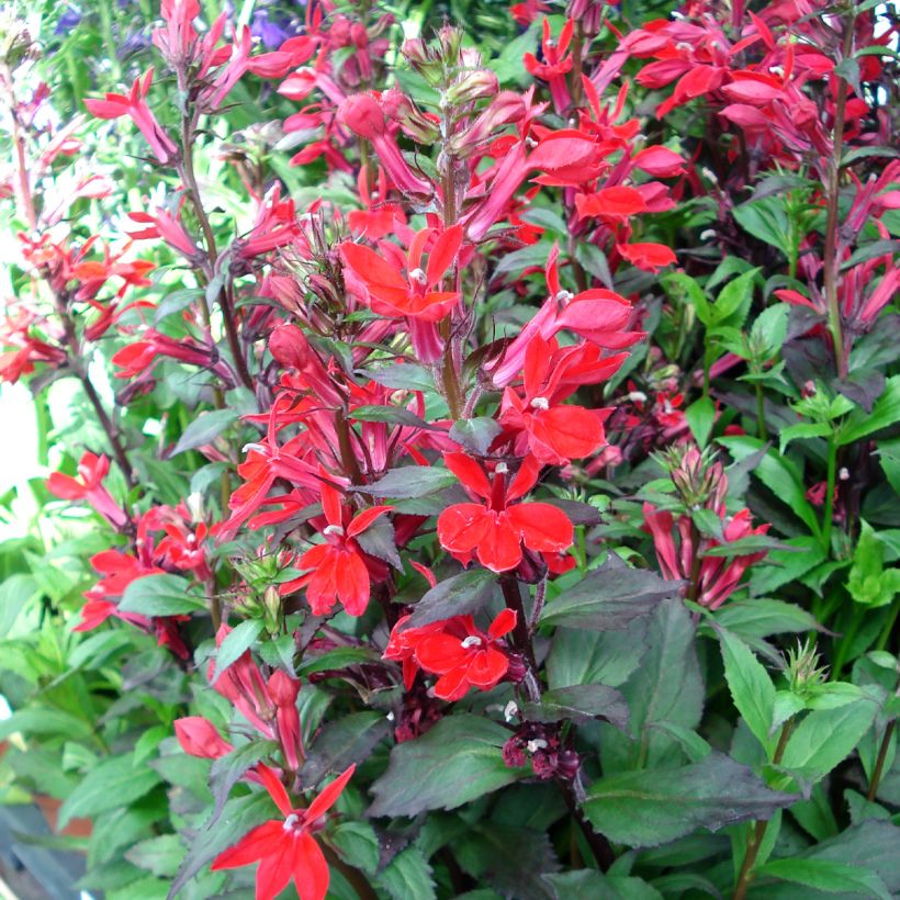 Lobelia speciosa Fan Scharlach (Port)