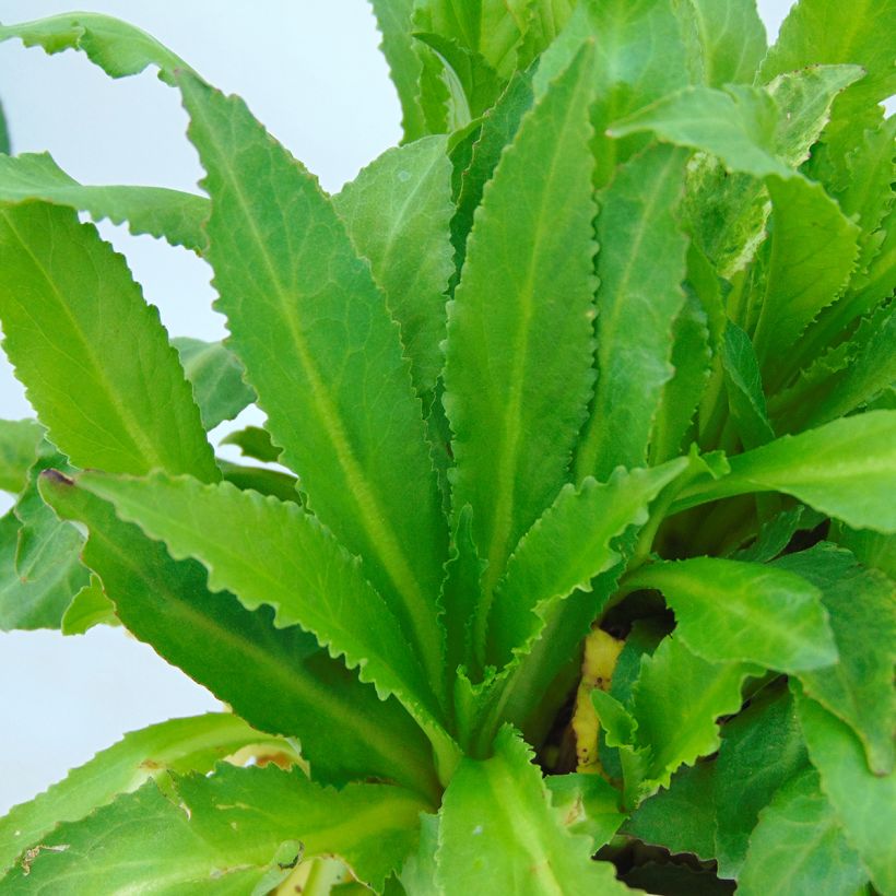 Lobelia speciosa Fan burgondy (Feuillage)